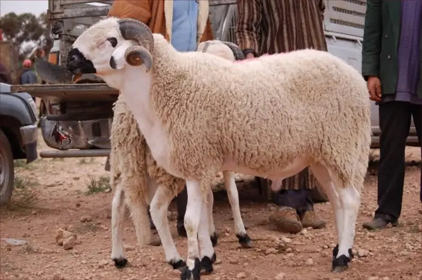 حسابات فلكية جديدة تكشف تاريخ حلول عيد الأضحى
