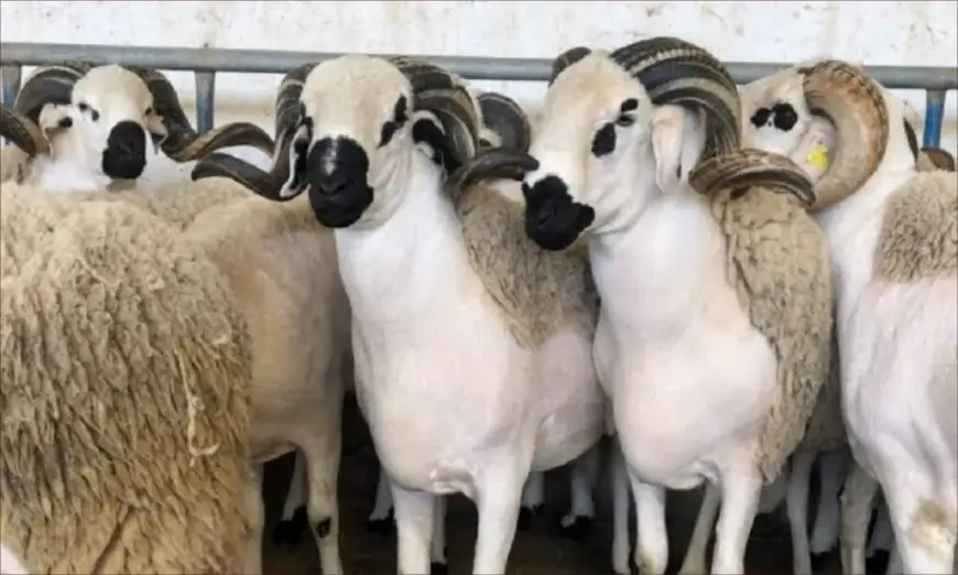 لمواجهة تلاعبات ”الشناقة”.. مغاربة يطلقون حملة رقمية تدعو إلى اعتماد الميزان في بيع الأضاحي