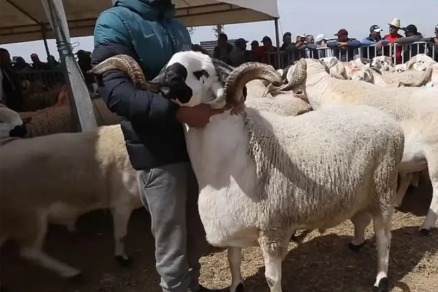 قبل عيد الأضحى.. مهني يكشف أسعار أضحية العيد بالمغرب