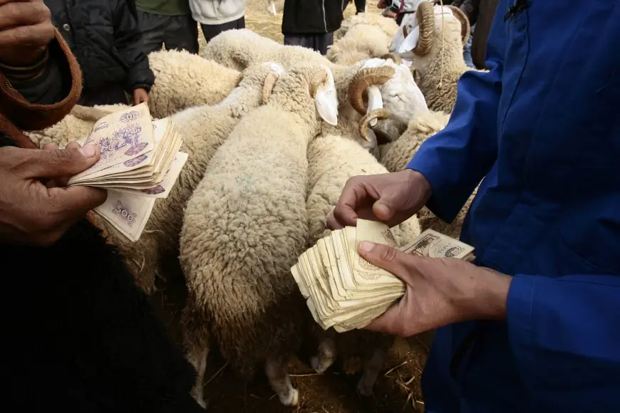 أضاحي العيد تصل إلى أثمنة خيالية وغير مسبوقة في الجزائر