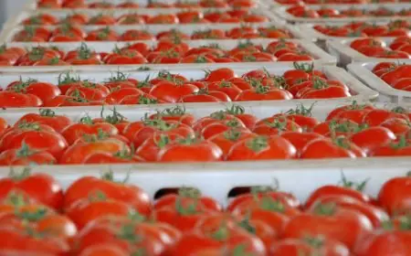 Tomates marocaines : exportations record de 745 000 tonnes et montée en gamme confirmée