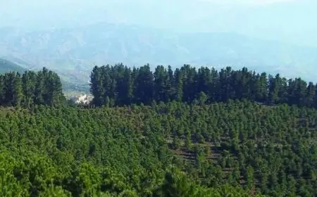 Coopération Maroc-France : vers une gestion durable des forêts