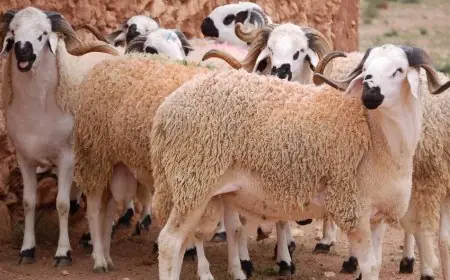 غلاء أسعار مستلزمات عيد الأضحى يثير قلق الأسر المغربية وجمعيات حماية المستهلك