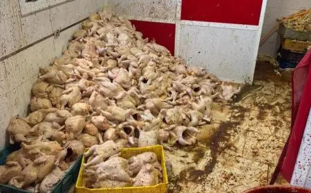 طنجة.. حجز وإتلاف كميات ضخمة من الدواجن داخل مستودع سري بالعوامة
