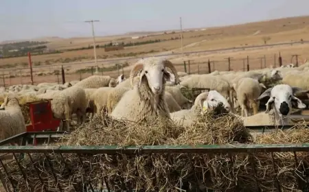 بسبب استمرار غلاء الأسعار.. ضعف إقبال المواطنين على الأضاحي يربك ”الكسابة” بالمغرب