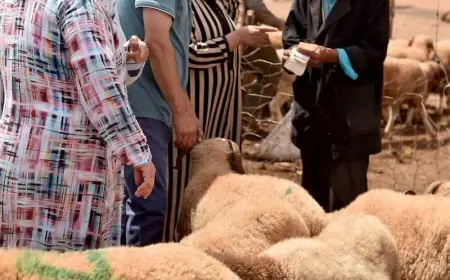 توقيف شخصين يشتبه في تورطهما في المضاربة بأثمان الأضاحي بفاس