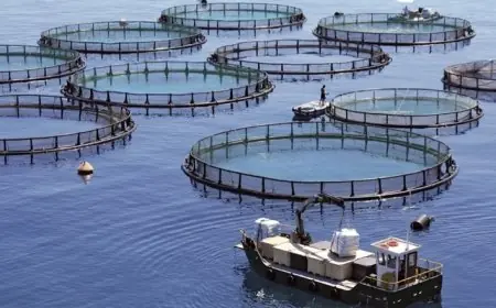 Le gouvernement accélère le développement de l’aquaculture dans plusieurs régions du Maroc