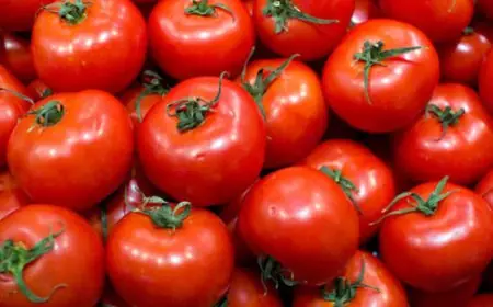 Exportations de tomates : le Maroc creuse l’écart avec l’Espagne et confirme sa troisième place mondiale