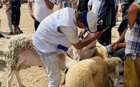 أونسا: عيد الأضحى مرّ في ظروف مُرضية على المستوى الصحي