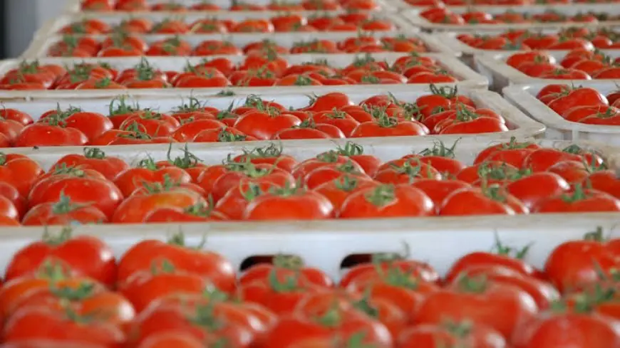 Tomates marocaines : exportations record de 745 000 tonnes et montée en gamme confirmée