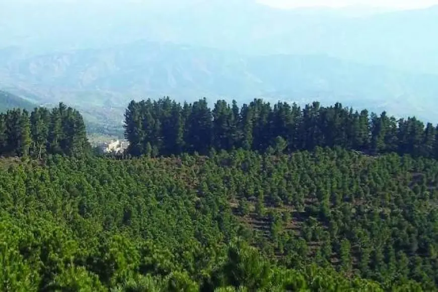 Coopération Maroc-France : vers une gestion durable des forêts