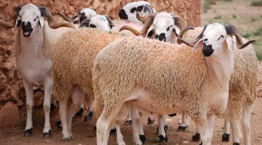 غلاء أسعار مستلزمات عيد الأضحى يثير قلق الأسر المغربية وجمعيات حماية المستهلك