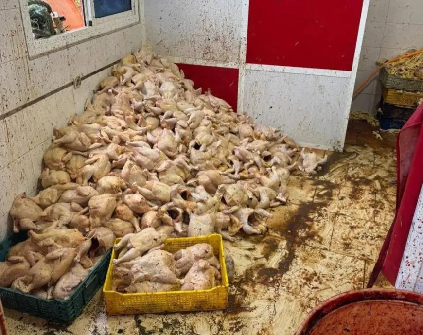 طنجة.. حجز وإتلاف كميات ضخمة من الدواجن داخل مستودع سري بالعوامة