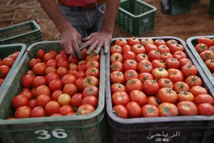 الطماطم المغربية تسجل أكثر من 2000 طن في صادراتها نحو فنلندا