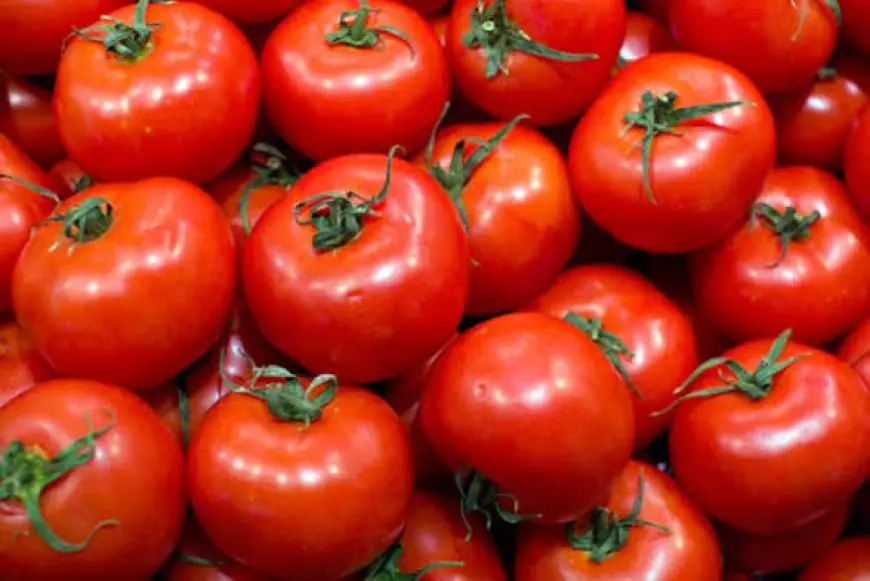 Exportations de tomates : le Maroc creuse l’écart avec l’Espagne et confirme sa troisième place mondiale