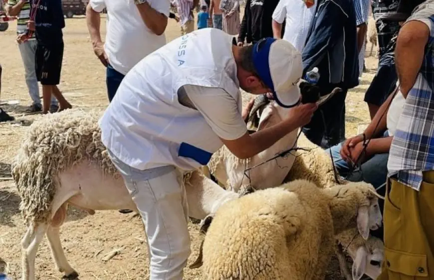 أونسا: عيد الأضحى مرّ في ظروف مُرضية على المستوى الصحي