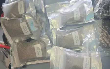 إحباط محاولة نوعية لتهريب بذور "القنب الهندي" الهجينة بميناء طنجة المتوسط