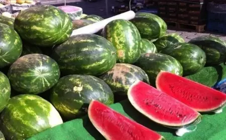 انخفاض متواصل لأسعار البطيخ الأحمر في الأسواق المغربية