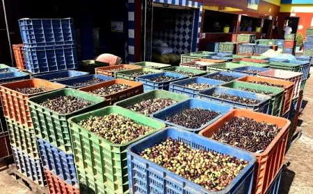 الحكومة تصدر قرارا جدبدا يفرض مساهمة مالية إلزامية على مهنيي قطاع الزيتون بالمغرب