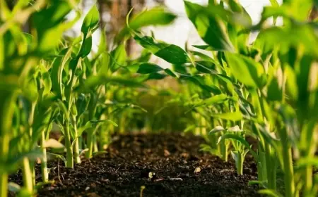 Maroc : Une croissance de 4,6% au T1-2026 portée par l’agriculture malgré le recul de l’industrie