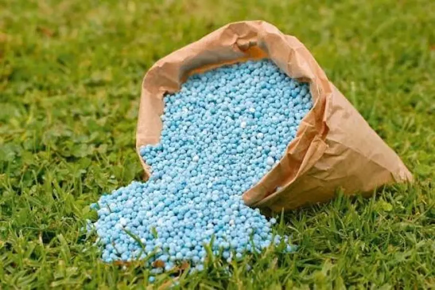 Phosphates et partenariats: Comment le Maroc s’impose dans l’agriculture latino-américaine ?