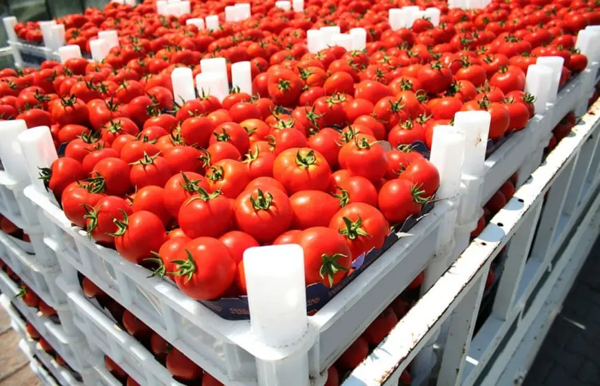 Tomate et Brexit : Le Maroc triple ses exportations vers le Royaume-Uni en 9 ans et profite du repli de l’Espagne