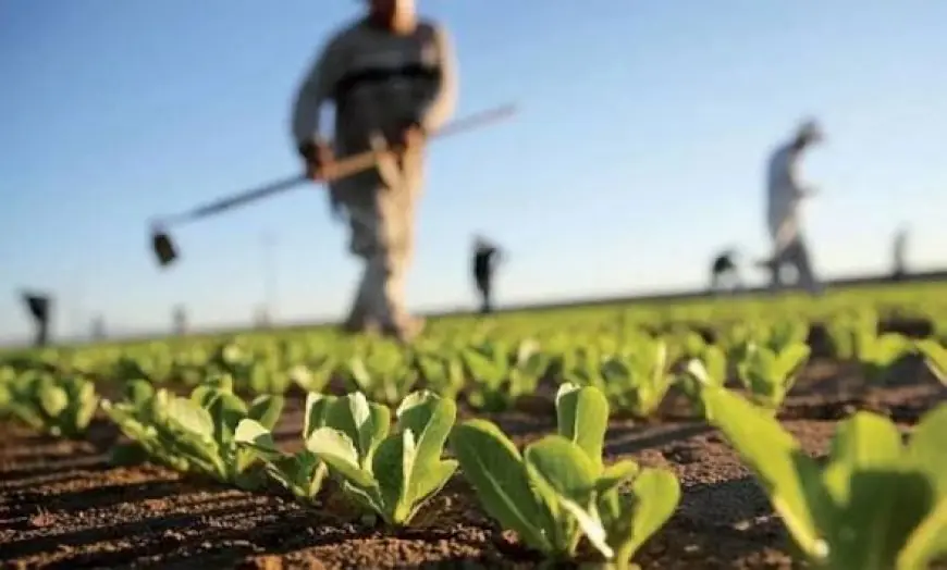 Agriculture : Le gouvernement marocain affiche un PIB de 170 Mds DH malgré la sécheresse