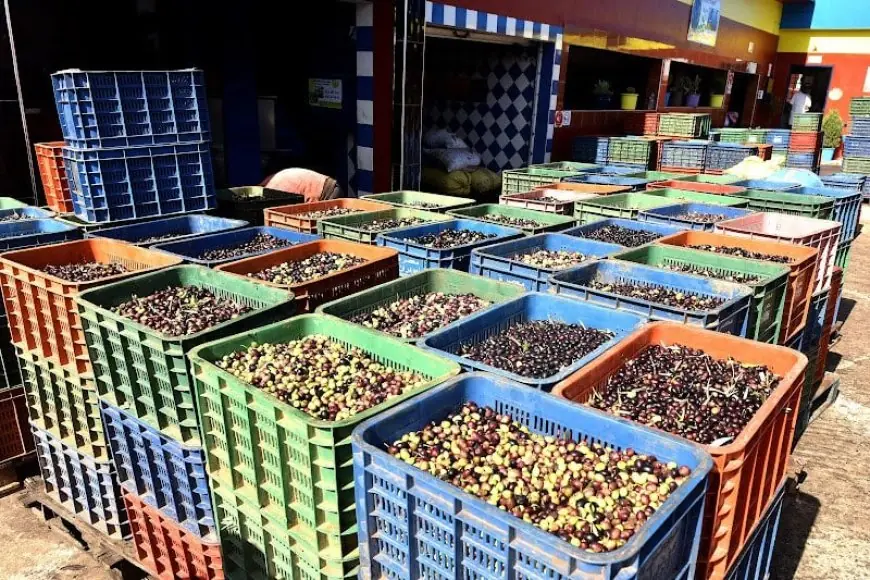الحكومة تصدر قرارا جدبدا يفرض مساهمة مالية إلزامية على مهنيي قطاع الزيتون بالمغرب