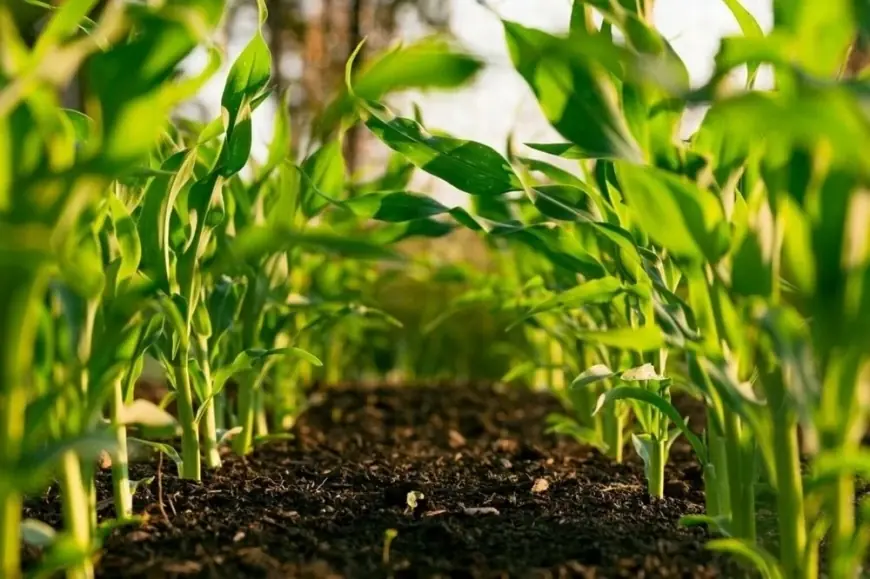 Maroc : Une croissance de 4,6% au T1-2026 portée par l’agriculture malgré le recul de l’industrie