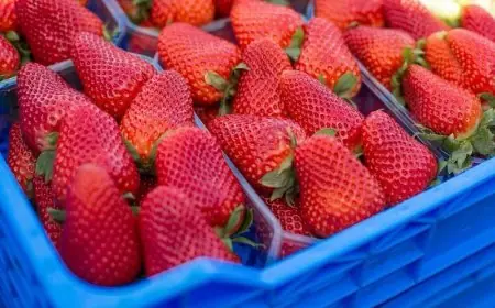 صادرات الفراولة المغربية تسجل تراجعا قياسيا خلال موسم 2025-2026