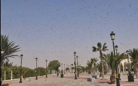 الفاو: استمرار انتشار الجراد الصحراوي بالمغرب رغم معالجة أزيد من 87 ألف هكتار