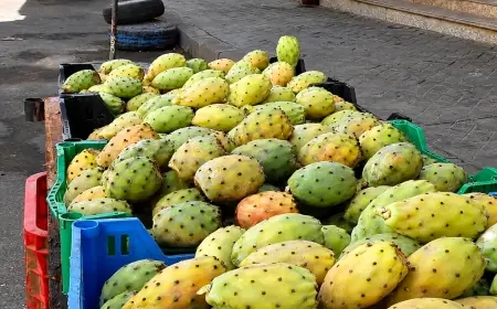 أسعار التين الشوكي ”الهندية” تواصل الارتفاع بالمغرب وتقفز إلى 12 درهماً للحبة
