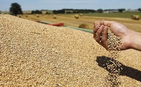 Maroc : la capacité de stockage des céréales atteint 68,7 millions de quintaux fin 2025