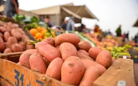 أسعار البطاطس تعود للارتفاع بالمغرب وتصل إلى 8 دراهم للكيلوغرام