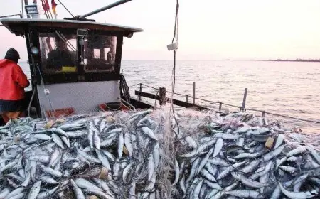 Sardine congelée : l’Espagne cherche des solutions après la suspension des exportations marocaines