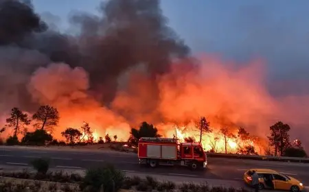 Incendies en Algérie : 1 619 feux en 15 jours, le pays face à une crise nationale