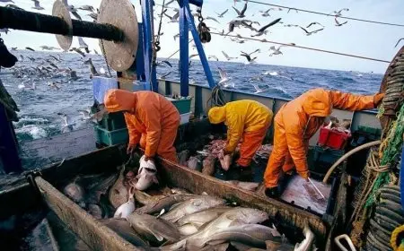 Pêche à Essaouira : 38% de hausse des volumes débarqués au premier semestre 2026