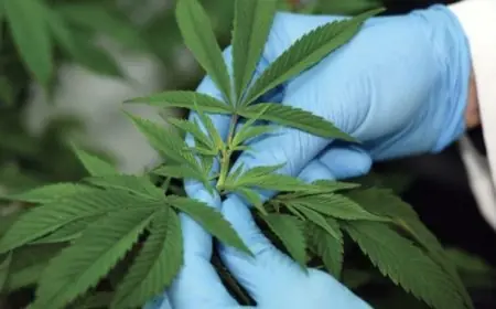 Cannabis légal au Maroc : 161 produits autorisés 3 ans après la loi 13.21