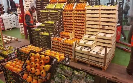 ارتفاع صادرات المنتجات الغذائية الفلاحية بالمغرب بنسبة 32% خلال سنة 2025