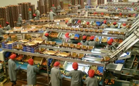 Industries agroalimentaires au Maroc : les exportations atteignent 86,2 milliards de dirhams en 2025
