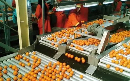 Agroalimentaire : les exportations du Maroc atteignent un record de 86,2 milliards de dirhams en 2025