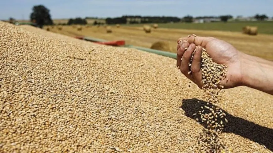 Maroc : la capacité de stockage des céréales atteint 68,7 millions de quintaux fin 2025