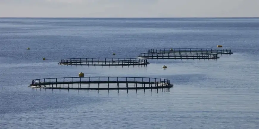 Économie bleue : Le Maroc franchit le cap des 244 projets aquacoles opérationnels