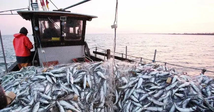Sardine congelée : l’Espagne cherche des solutions après la suspension des exportations marocaines