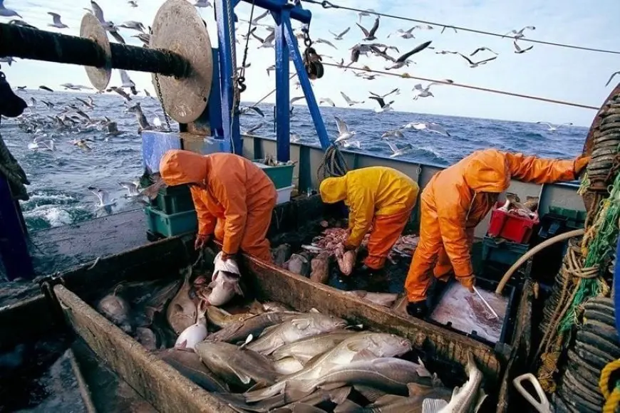 Pêche à Essaouira : 38% de hausse des volumes débarqués au premier semestre 2026