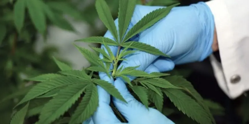 Cannabis légal au Maroc : 161 produits autorisés 3 ans après la loi 13.21