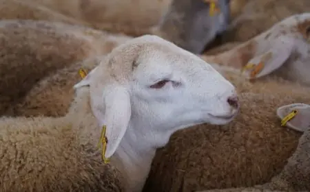 Exportations d’ovins vivants : le Maroc absorbe plus de 8 ovins andalous sur 10 en 2025