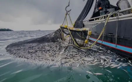Port de Tanger : +92% de débarquements de produits de la pêche au premier semestre 2026