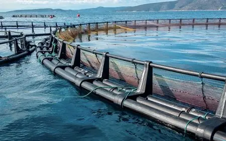 Aquaculture au Maroc : 1,96 milliard de dollars d’investissements en jeu et 75 000 emplois à la clé