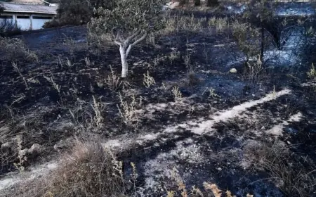 Algérie : 12 morts dans les incendies de forêts, des évacuations en cours dans plusieurs wilayas